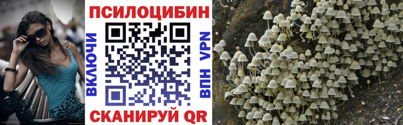 Галлюциногенные грибы Psilocybine cubensis  Новая Ладога 